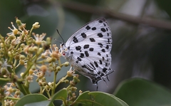Tajuria maculata