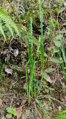 Baccharis trimera