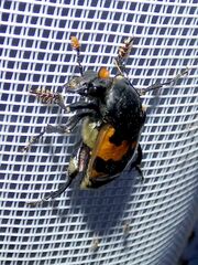 Nicrophorus vespillo
