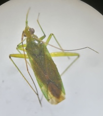 Blepharidopterus angulatus