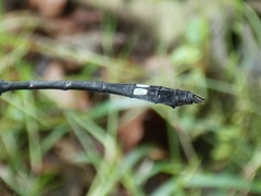 Micrathyria dictynna