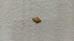 Cnaphalocrocis medinalis