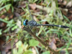 Micrathyria dictynna