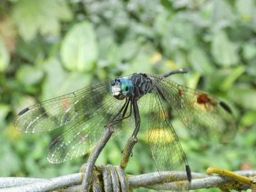 Cenicilla centroamericana