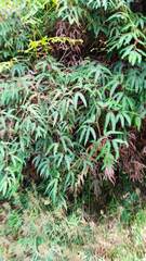 Gleichenella pectinata