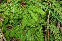 Dicranopteris pedata