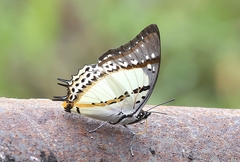 Polyura nepenthes