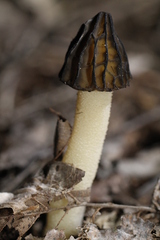 Morchella semilibera