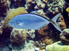 Caranx ruber