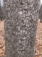 Liriodendron tulipifera