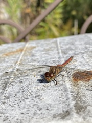 Sympetrum frequens