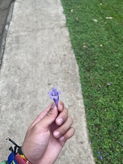 Jacaranda mimosifolia