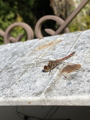 Sympetrum frequens