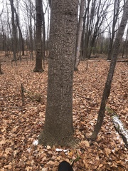 Liriodendron tulipifera