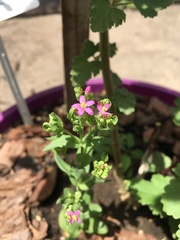 Centaurium pulchellum