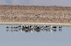 Recurvirostra andina