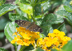 Anthanassa atronia