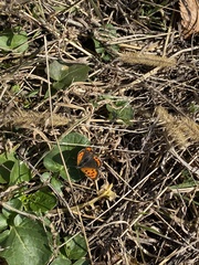 Lycaena phlaeas daimio