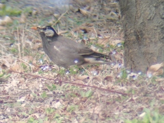 Spodiopsar cineraceus
