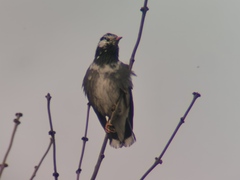 Spodiopsar cineraceus