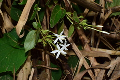 Jasminum sinense