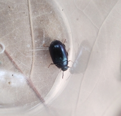 Platydema violacea