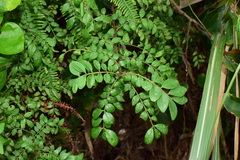 Zanthoxylum schinifolium
