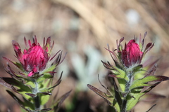 Castilleja parviflora oreopola