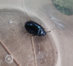Platydema violacea