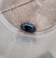 Platydema violacea