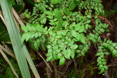 Zanthoxylum schinifolium