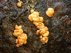 Trichoderma sulphureum