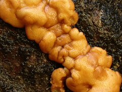 Trichoderma sulphureum