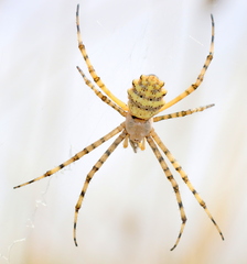 Argiope australis