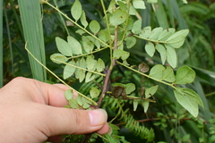 Zanthoxylum schinifolium