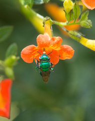 Euglossa