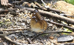 Tanaecia whiteheadi