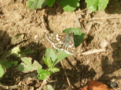 Burnsius orcynoides