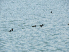 Heteronetta atricapilla