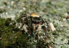 Carrhotus xanthogramma
