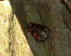 Sorineuchora nigra