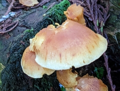 Gymnopilus penetrans