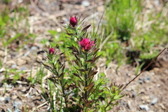 Castilleja parviflora oreopola