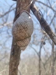 Porphyrobaphe iostoma