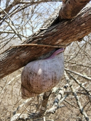 Porphyrobaphe iostoma