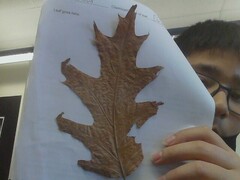 Quercus rubra