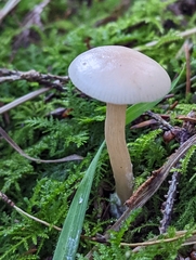Clitocybe fragrans
