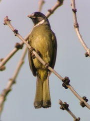 Spizixos semitorques