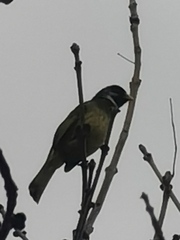 Spizixos semitorques