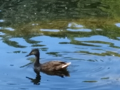 Anas platyrhynchos